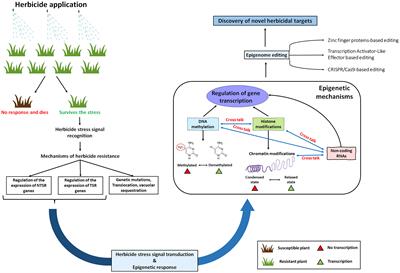 Herbicide resistance in grass weeds: Epigenetic regulation matters too